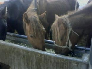 山西运城养羊的盈利前景与投资建议